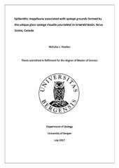 Image result for Vazella pourtalesii