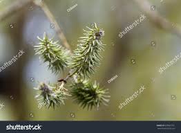 Attēlu rezultāti vaicājumam “Salix pentandra fruit”