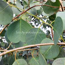 Attēlu rezultāti vaicājumam “Populus laurifolia”