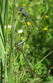 Attēlu rezultāti vaicājumam “Lestes dryas male”