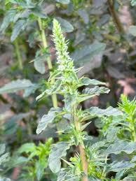 Attēlu rezultāti vaicājumam “Amaranthaceae”