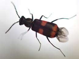 Attēlu rezultāti vaicājumam “Anthocomus fasciatus”