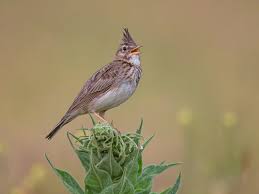 Attēlu rezultāti vaicājumam “Galerida cristata”