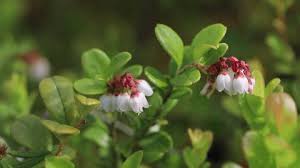 Attēlu rezultāti vaicājumam “Vaccinium vitis-idaea flower”