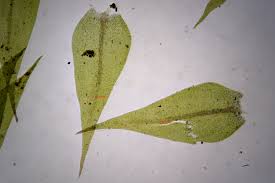 Attēlu rezultāti vaicājumam “Hygroamblystegium varium”