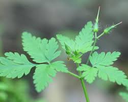 Attēlu rezultāti vaicājumam “Geranium robertianum fruit”