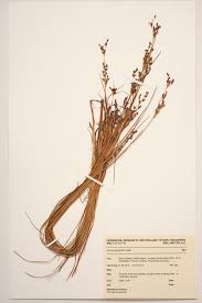 Attēlu rezultāti vaicājumam “Juncus gerardii”