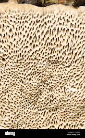 Attēlu rezultāti vaicājumam “Coriolopsis trogii”