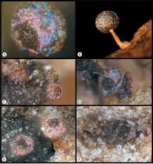 Attēlu rezultāti vaicājumam “Licea pusilla”