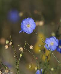 Image result for Linum usitatissimum