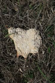 Attēlu rezultāti vaicājumam “Fuligo luteonitens spores”