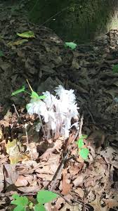 Attēlu rezultāti vaicājumam “Plantago uniflora flower”