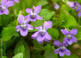 Attēlu rezultāti vaicājumam “Viola hirta flower”