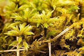 Attēlu rezultāti vaicājumam “Climacium dendroides sporophyte”