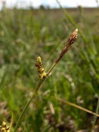 Attēlu rezultāti vaicājumam “Carex panicea”