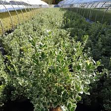 Attēlu rezultāti vaicājumam “Euonymus flower”