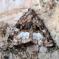 Attēlu rezultāti vaicājumam “Protodeltote pygarga”