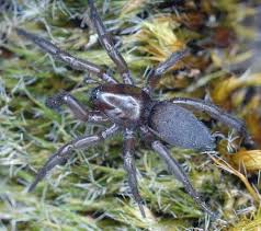 Attēlu rezultāti vaicājumam “Gnaphosidae”