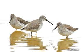 Image result for Calidris himantopus