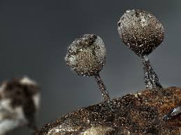 Attēlu rezultāti vaicājumam “Lamproderma echinosporum macro”