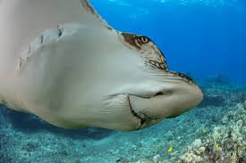 Image result for Aetobatus narinari