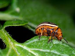 Attēlu rezultāti vaicājumam “Leptinotarsa decemlineata”