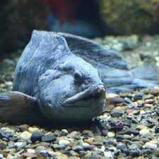 Image result for Anarhichas denticulatus