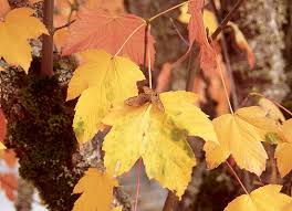 Attēlu rezultāti vaicājumam “Acer pseudoplatanus fo. purpurascens”