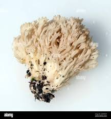 Attēlu rezultāti vaicājumam “Clavicorona pyxidata”