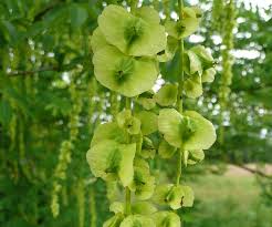 Attēlu rezultāti vaicājumam “Pterocarya fraxinifolia leaf”