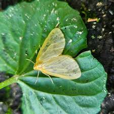 Attēlu rezultāti vaicājumam “Badhamia bethelii stalked”