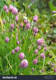 Attēlu rezultāti vaicājumam “Allium schoenoprasum bud”