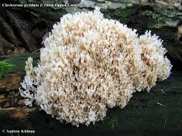 Attēlu rezultāti vaicājumam “Clavicorona pyxidata”