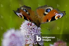 Attēlu rezultāti vaicājumam “Inachis io”