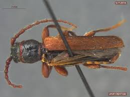 Attēlu rezultāti vaicājumam “Tetropium fuscum”