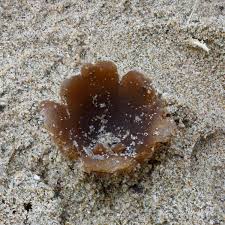 Attēlu rezultāti vaicājumam “Peziza ammophila”