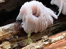 Attēlu rezultāti vaicājumam “Stemonitis herbatica plasmodium”