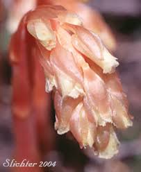 Attēlu rezultāti vaicājumam “Monotropa hypopitys bud”
