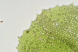 Attēlu rezultāti vaicājumam “Plagiochila porelloides”