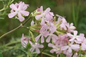 Attēlu rezultāti vaicājumam “Saponaria officinalis”