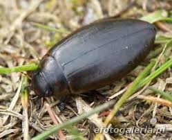 Attēlu rezultāti vaicājumam “Colymbetes paykulli”