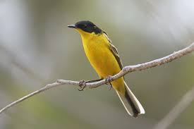 Attēlu rezultāti vaicājumam “Motacilla flava flava adult”