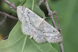 Attēlu rezultāti vaicājumam “Idaea biselata”