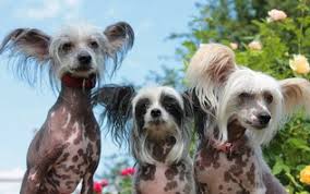 Image result for Co de Crista Chins