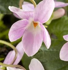 Image result for Veilchen