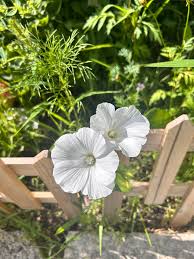 Attēlu rezultāti vaicājumam “Malva moschata alba fruit”