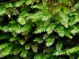 Attēlu rezultāti vaicājumam “Plagiothecium laetum”