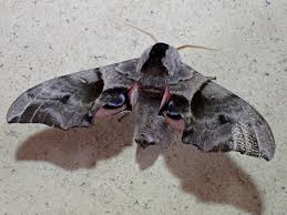 Attēlu rezultāti vaicājumam “Smerinthus ocellata”