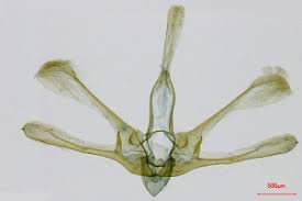 Attēlu rezultāti vaicājumam “Nola aerugula”