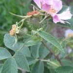 Attēlu rezultāti vaicājumam “Rosa villosa”